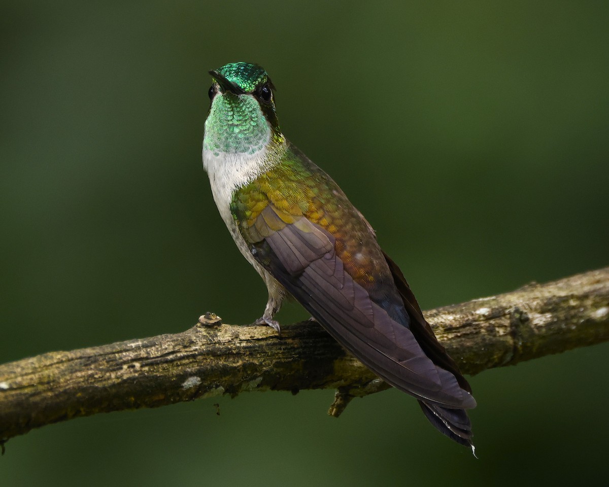 Green-throated Mountain-gem - ML641151397