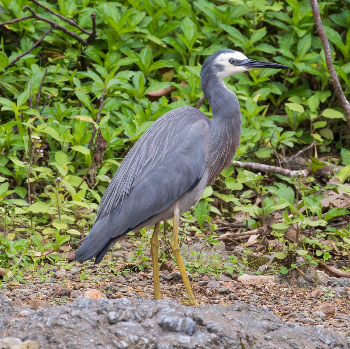 White-faced Heron - ML641151417