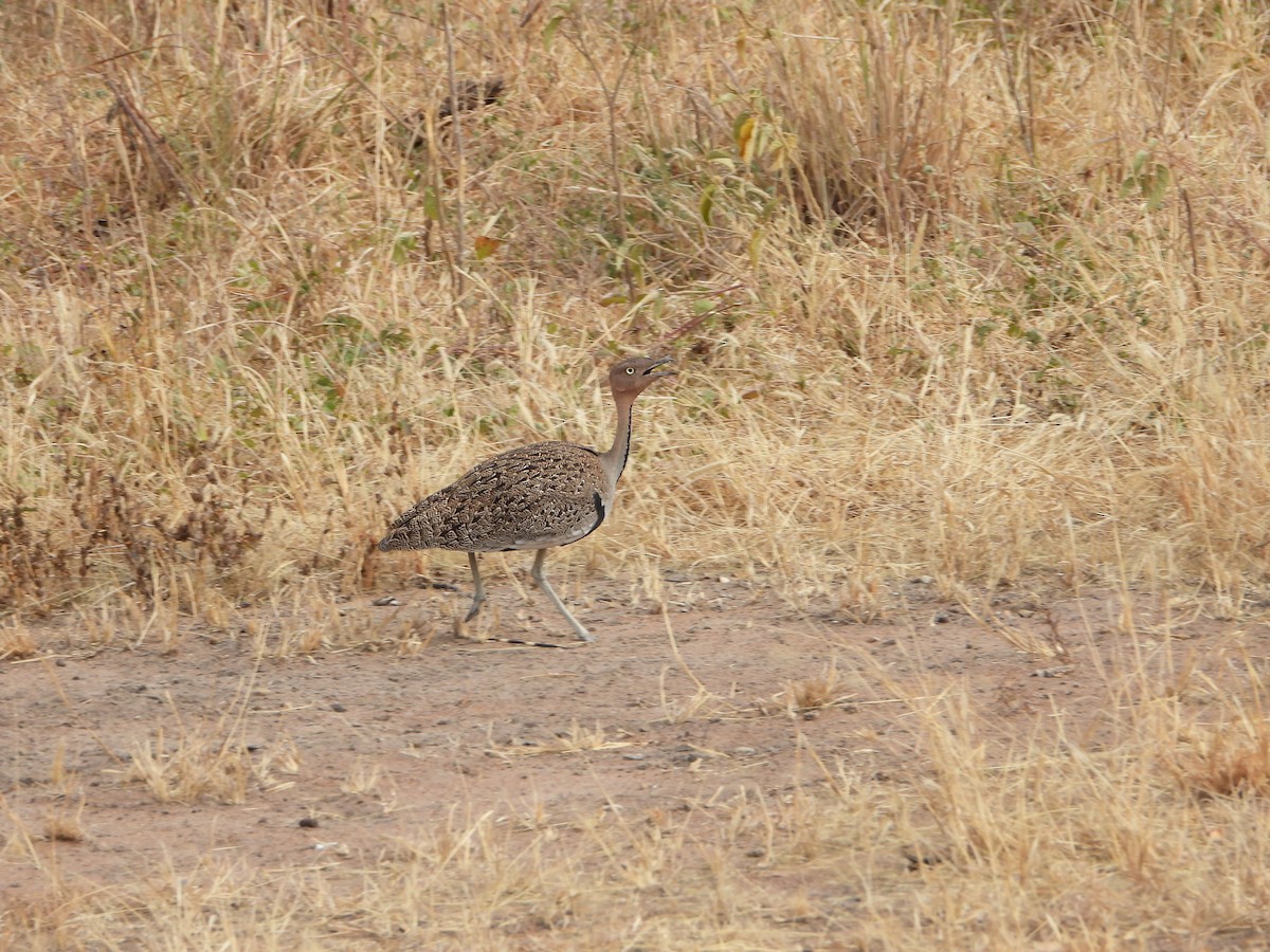 Buff-crested Bustard - ML641151426