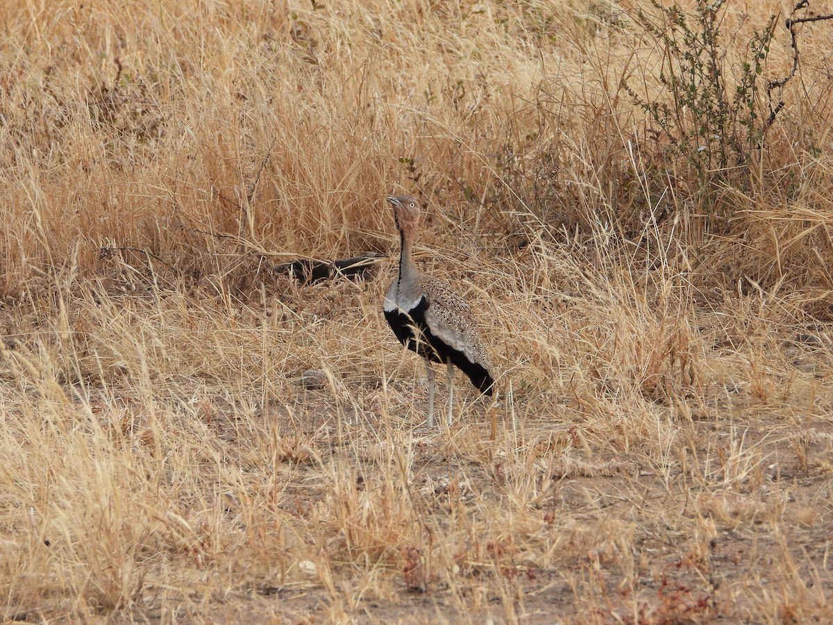 Buff-crested Bustard - ML641151430