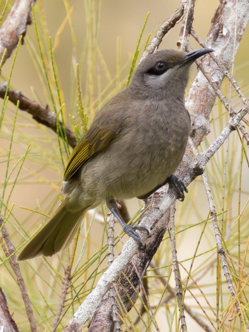 Dark-brown Honeyeater - ML641151432