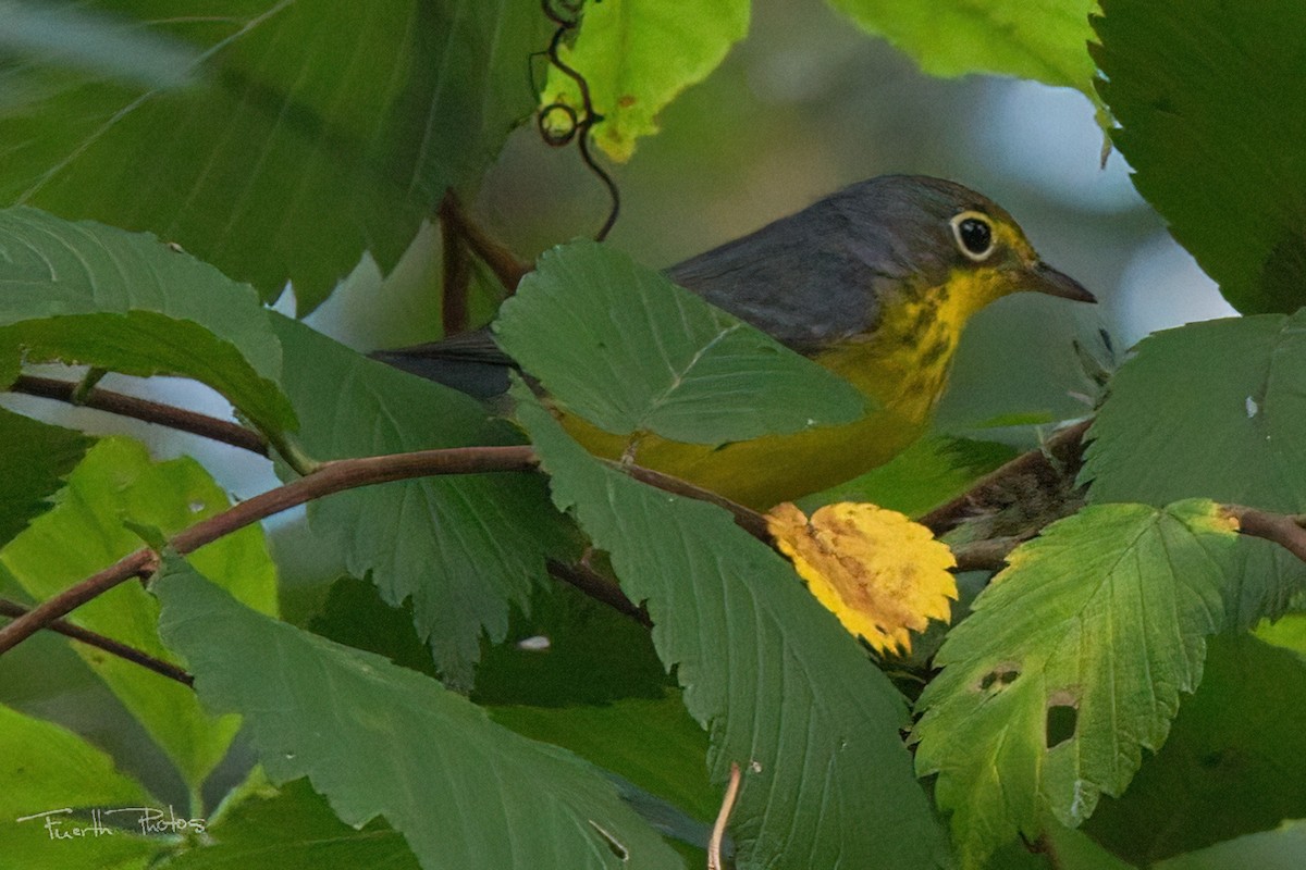 Canada Warbler - ML641151438