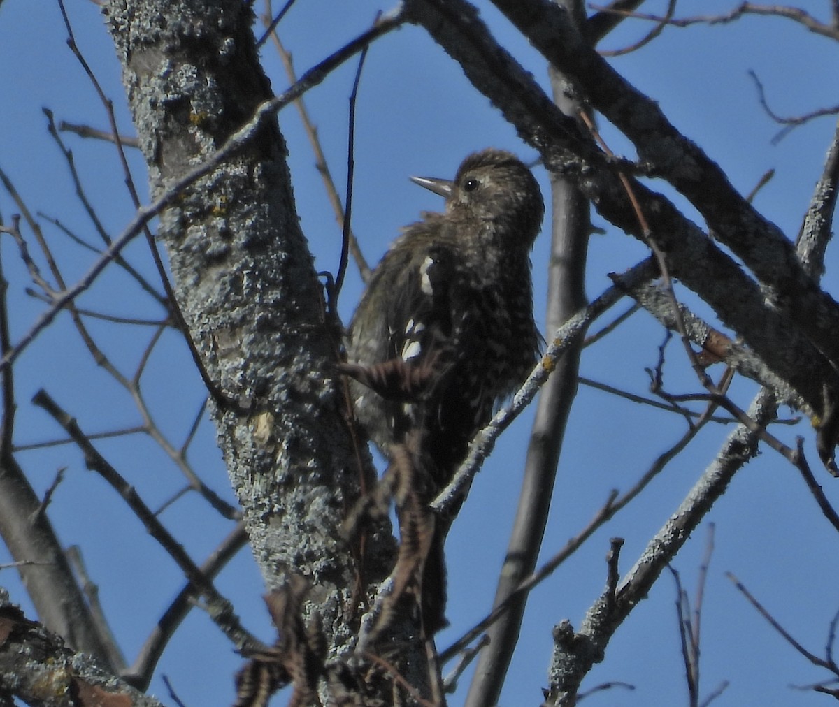 Yellow-bellied Sapsucker - ML641151453