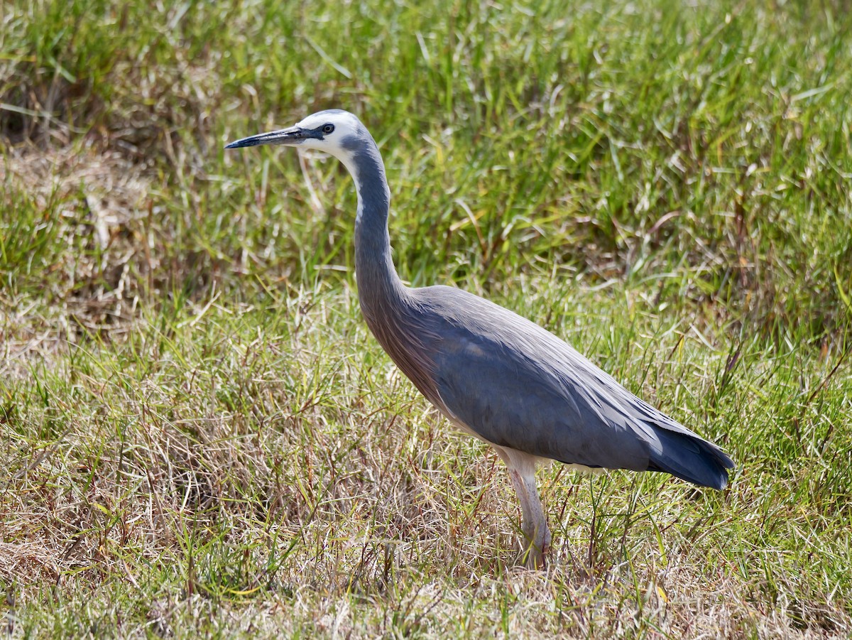 White-faced Heron - ML641151455