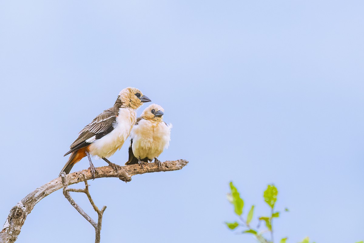White-headed Buffalo-Weaver - ML641151472