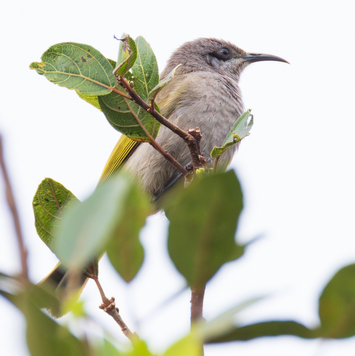 Dark-brown Honeyeater - ML641151475