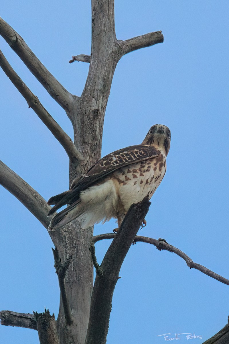 Broad-winged Hawk - ML641151480