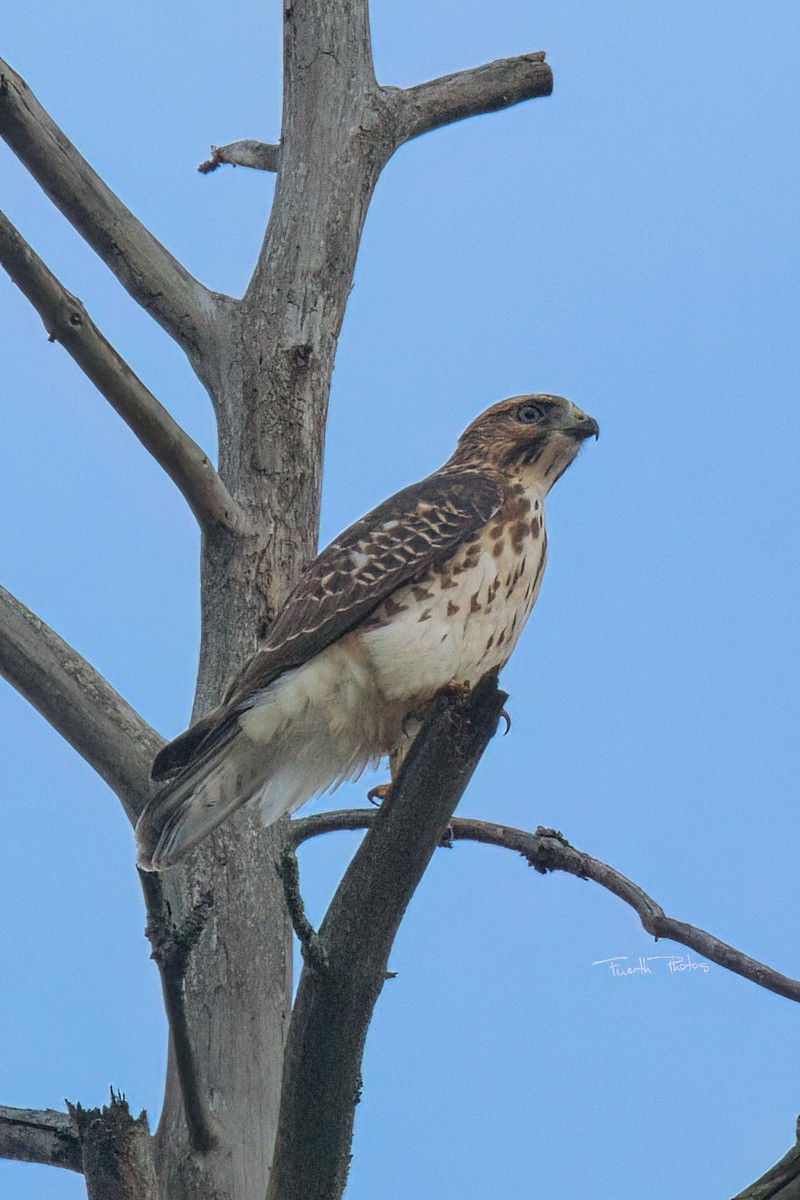 Broad-winged Hawk - ML641151481