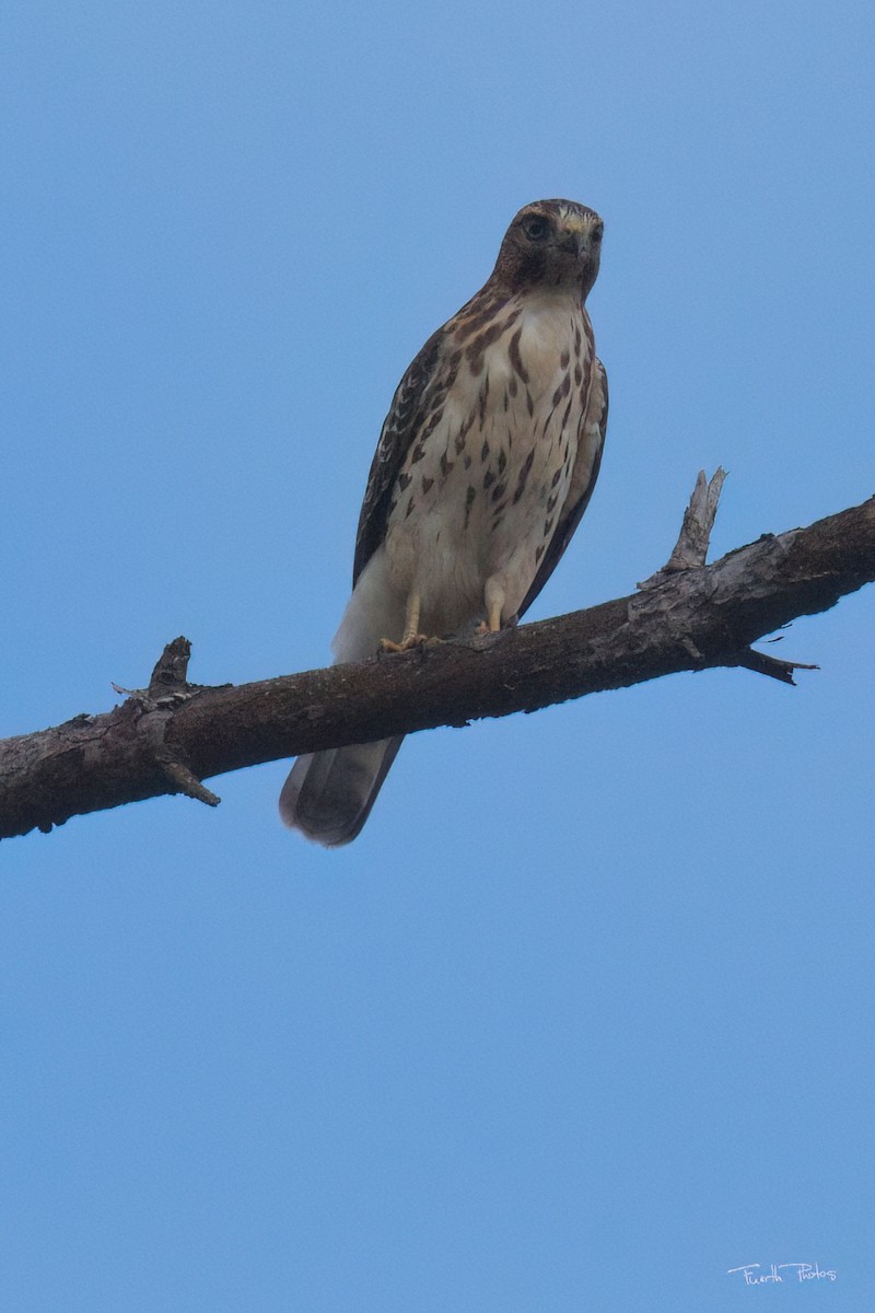 Broad-winged Hawk - ML641151482