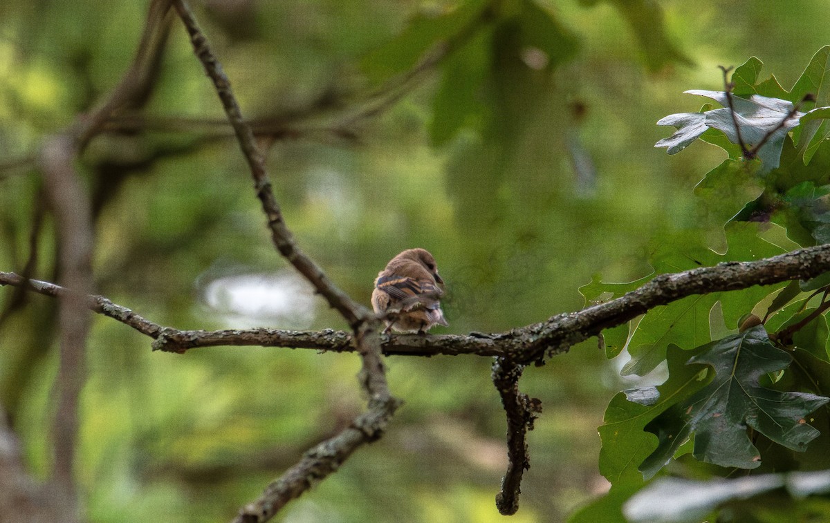 tyranovec východní - ML641151484