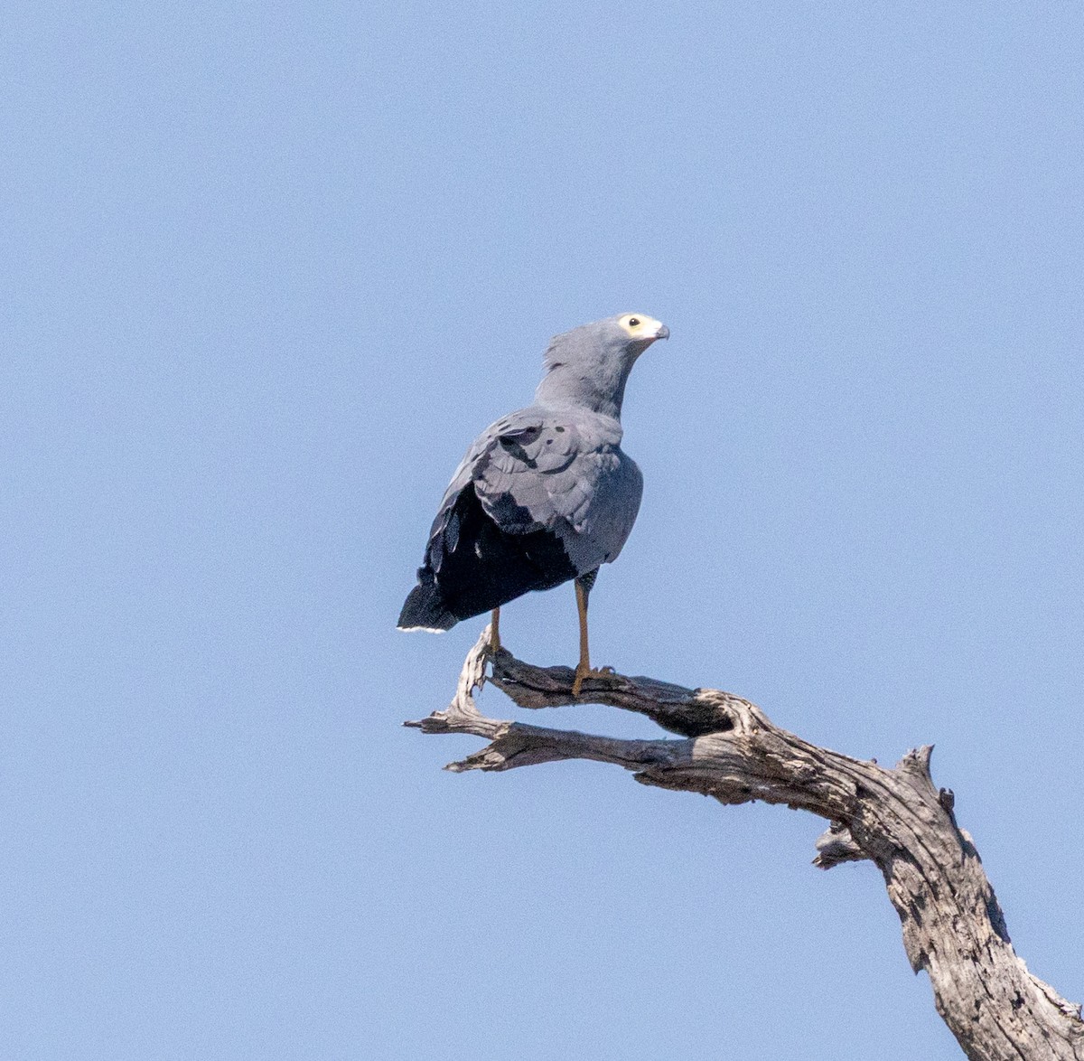 African Harrier-Hawk - ML641151493