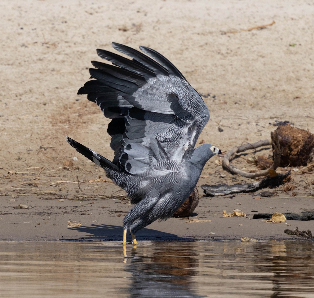 African Harrier-Hawk - ML641151494