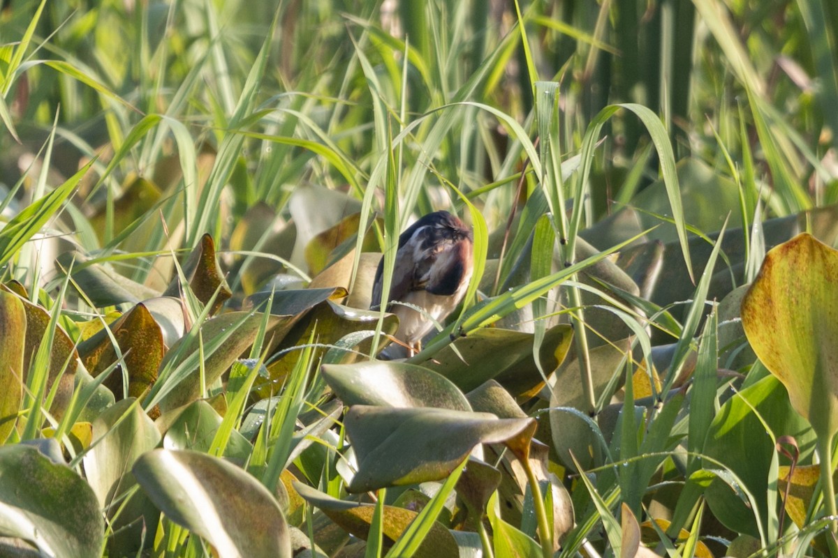 Least Bittern - ML641151528