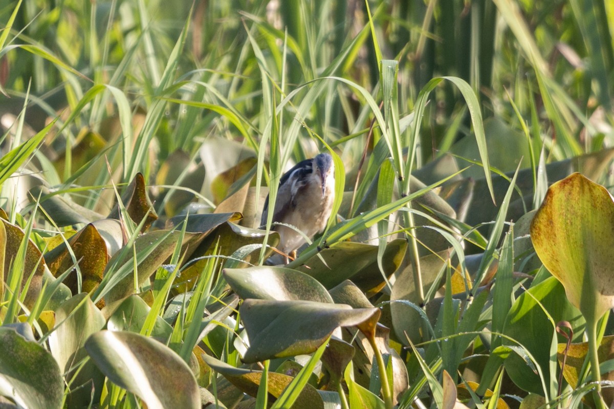 Least Bittern - ML641151529