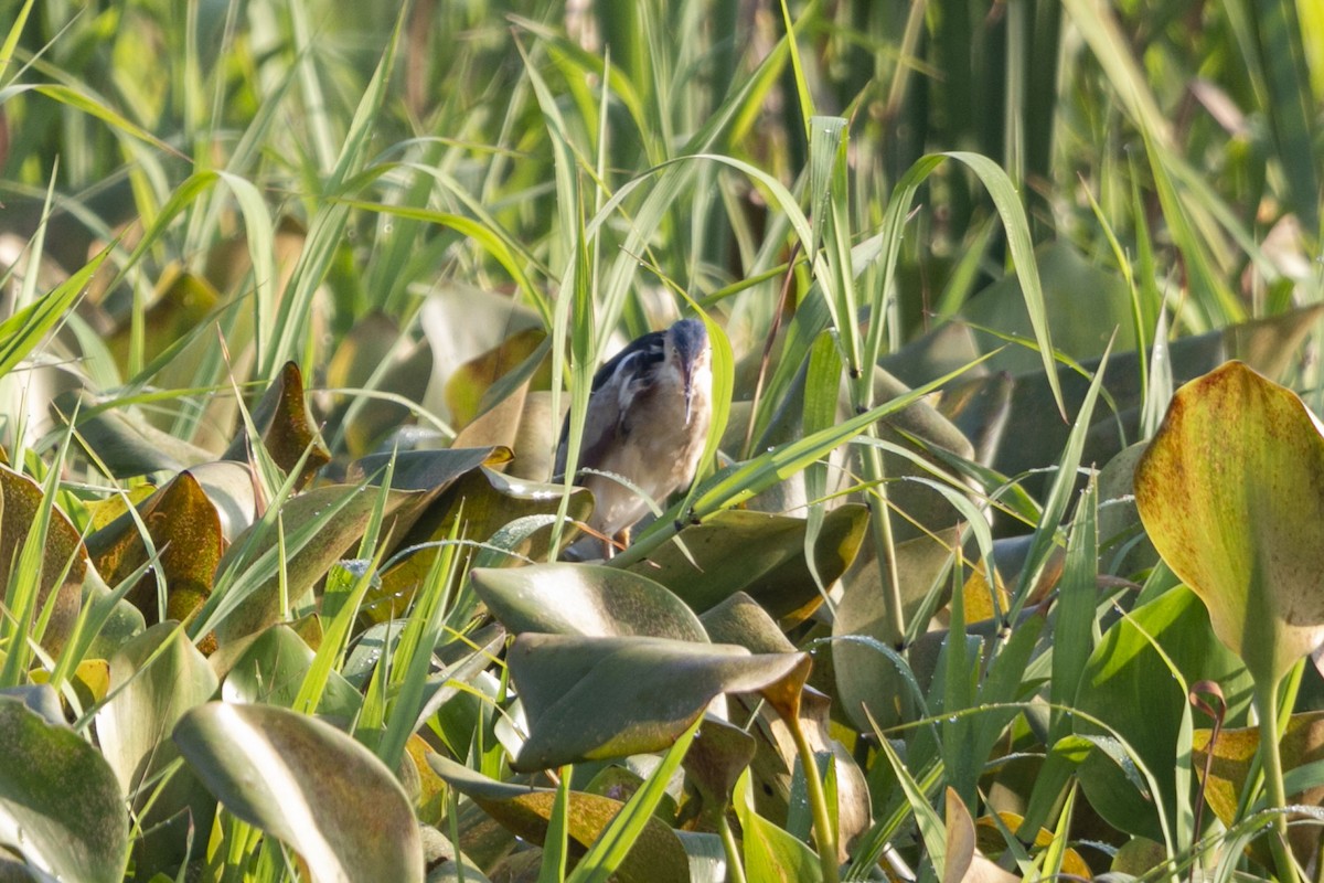 Least Bittern - ML641151530