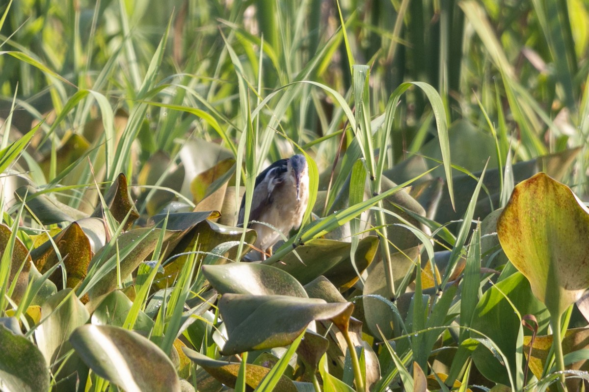 Least Bittern - ML641151531