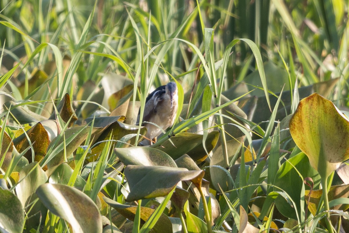 Least Bittern - ML641151532