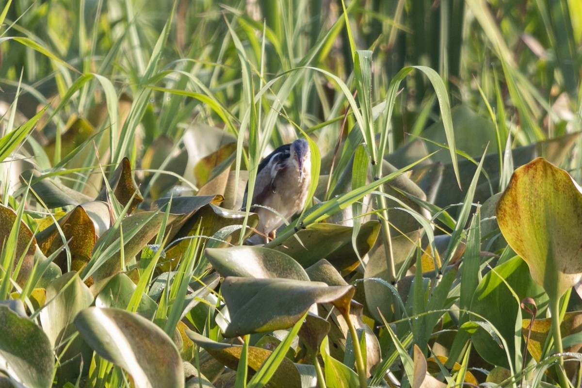 Least Bittern - ML641151533