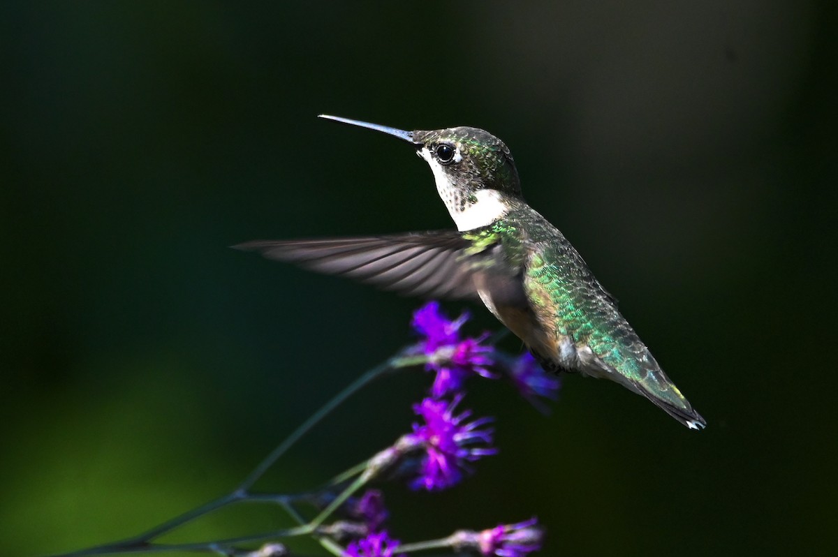 Ruby-throated Hummingbird - ML641151534