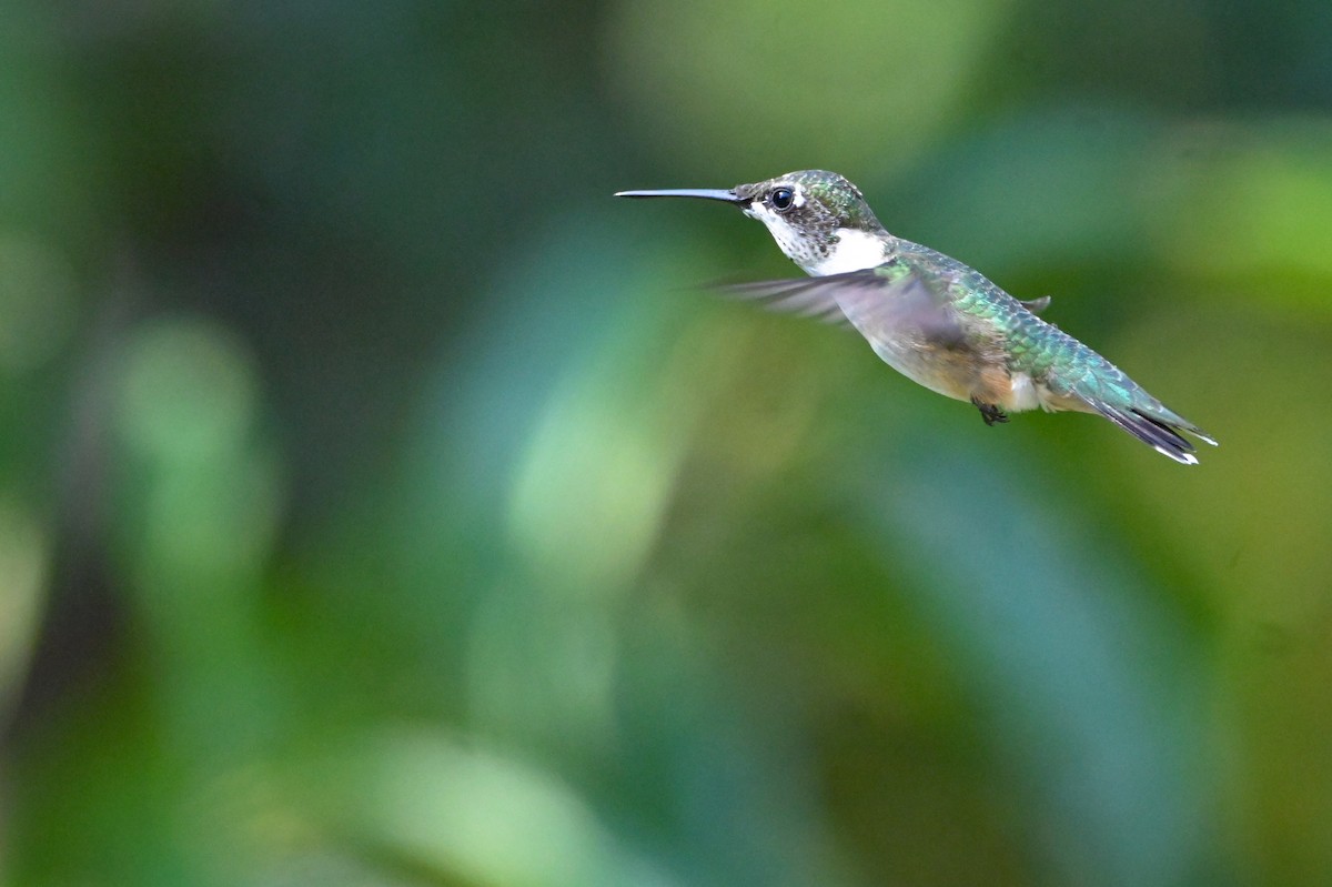 Ruby-throated Hummingbird - ML641151535