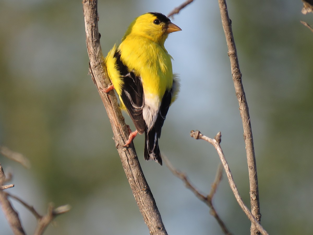American Goldfinch - ML641151538
