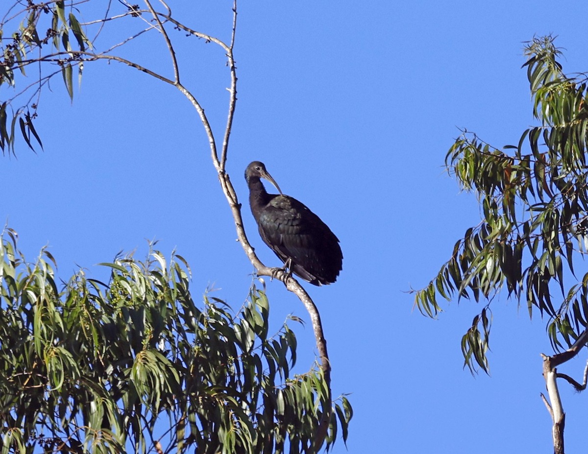 Green Ibis - ML641151541