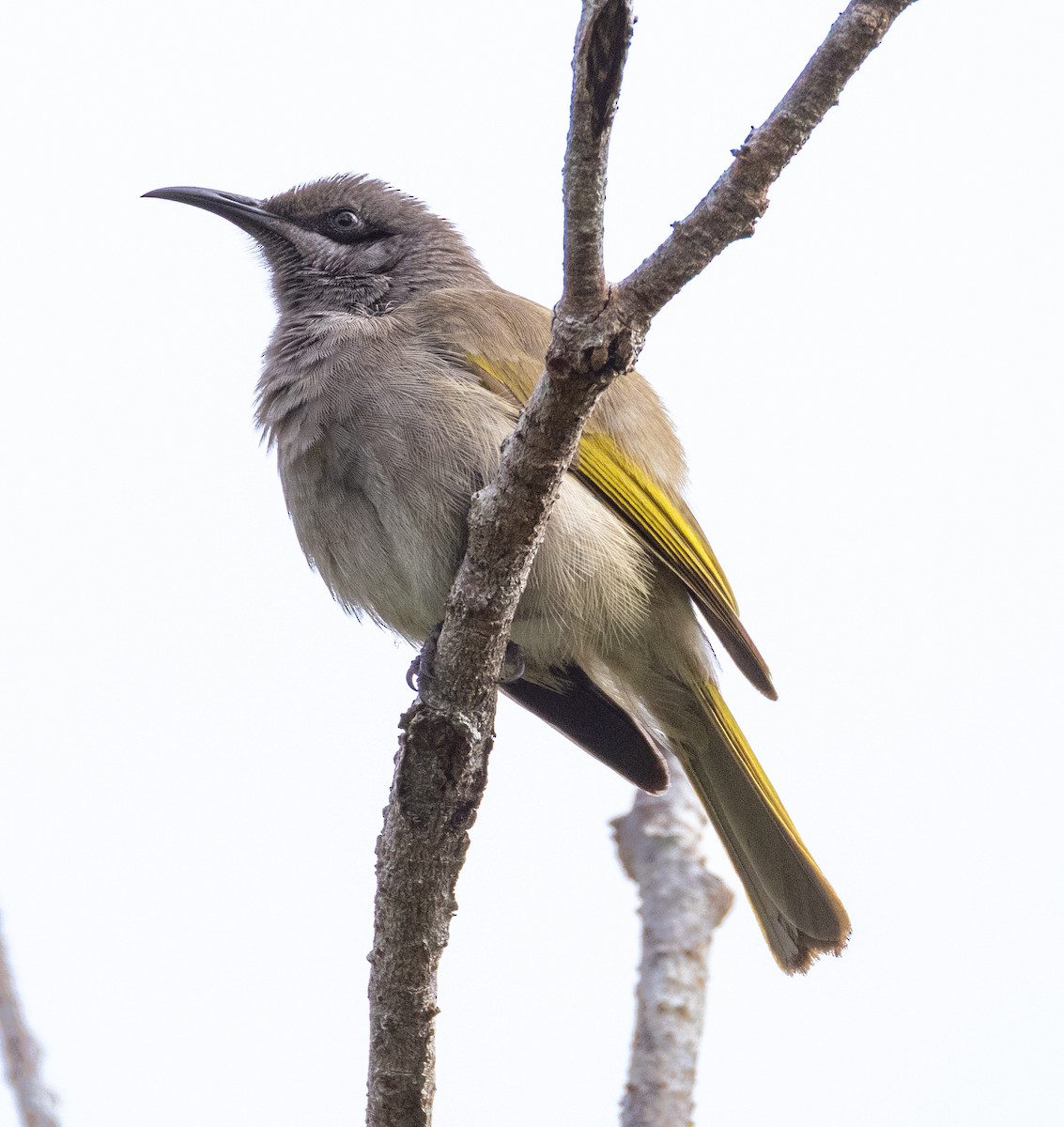 Dark-brown Honeyeater - ML641151543