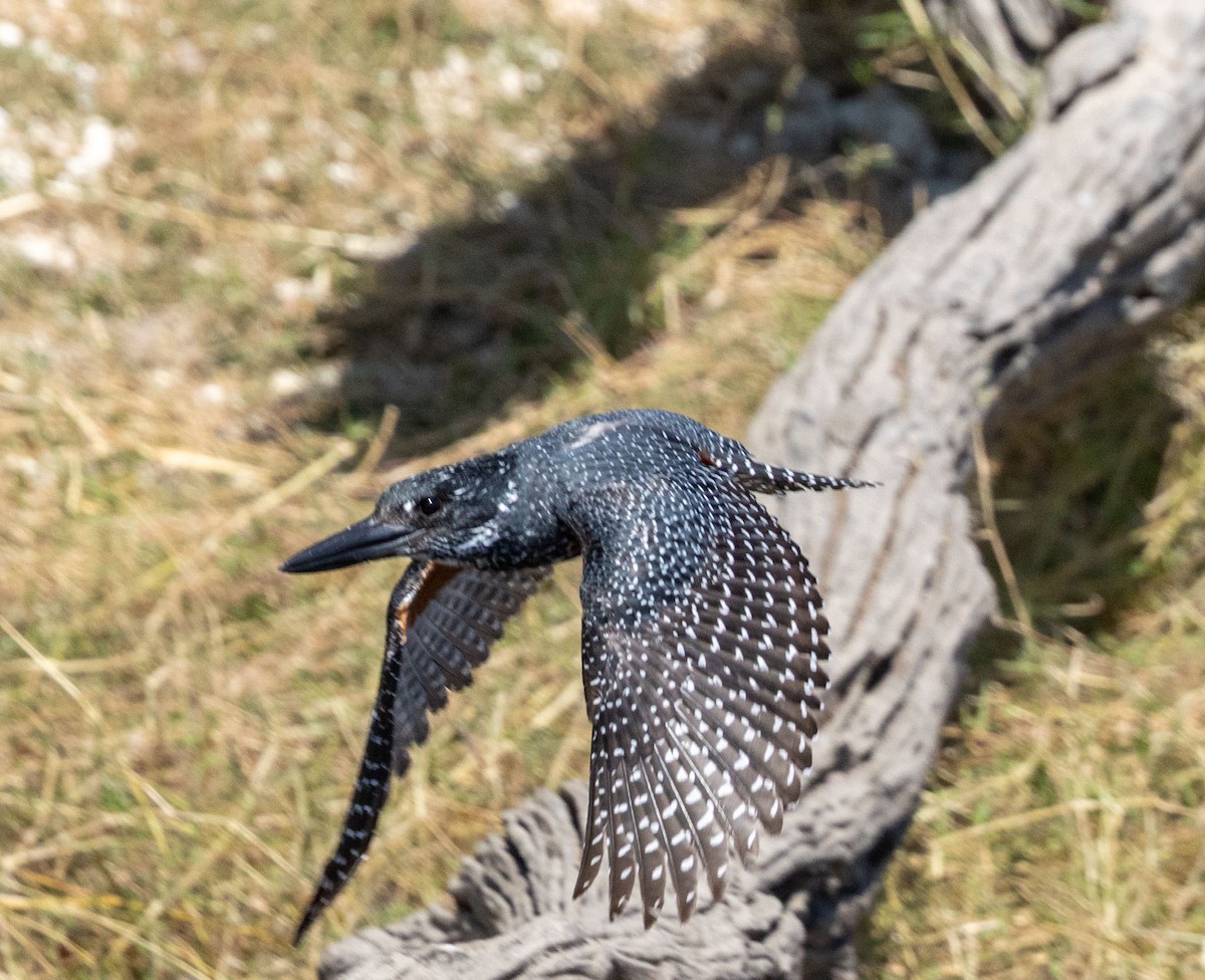 Giant Kingfisher - ML641151553