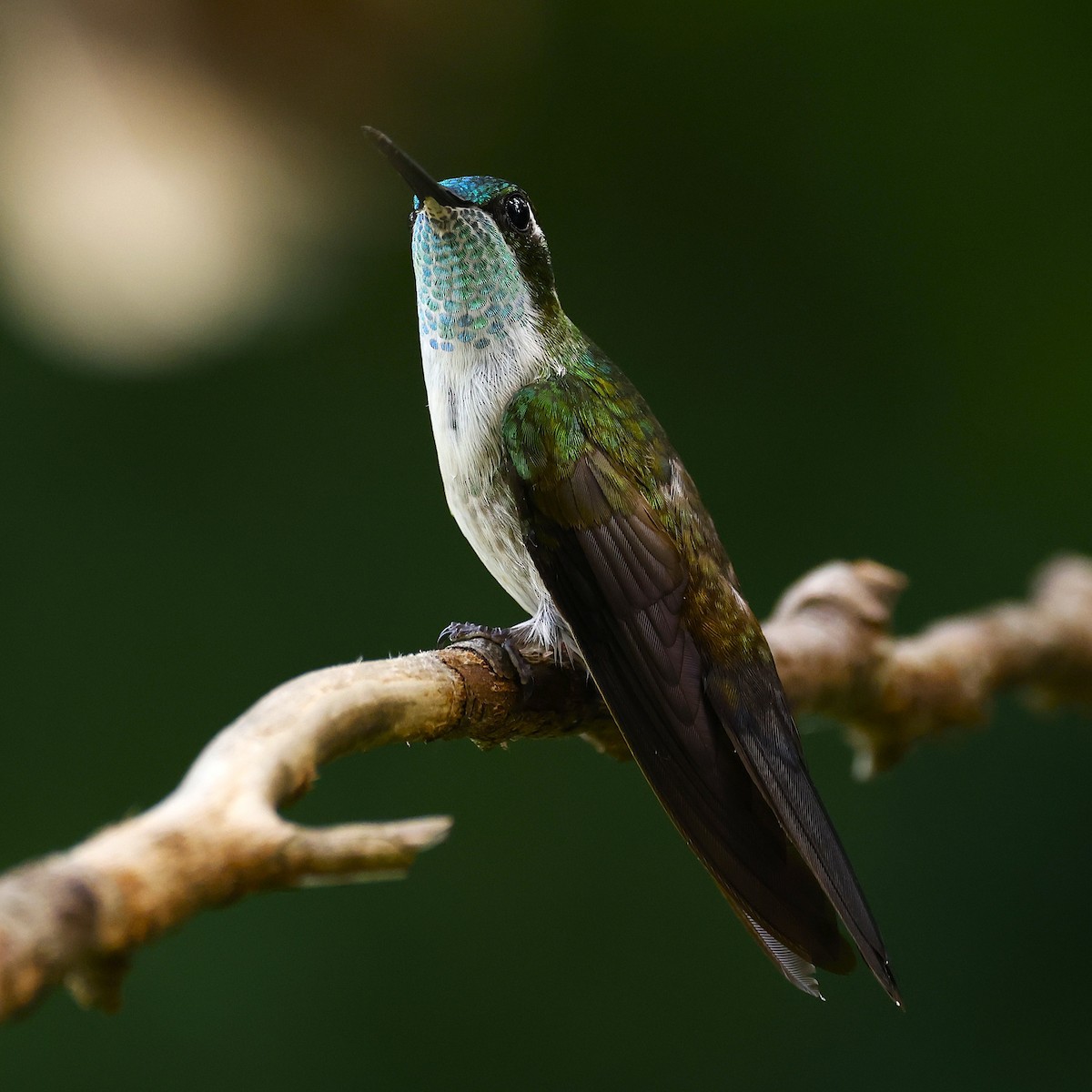 Green-throated Mountain-gem - ML641151556
