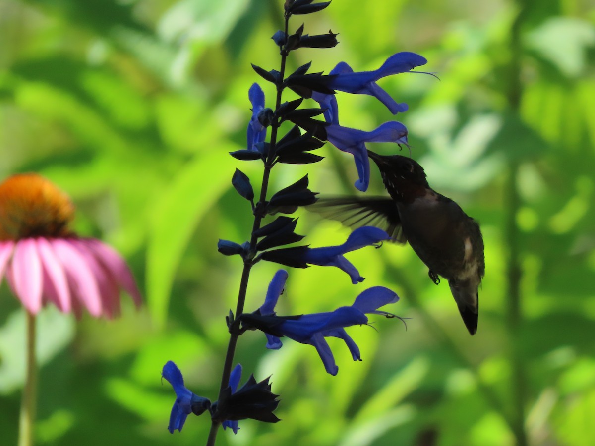 Ruby-throated Hummingbird - ML641151561