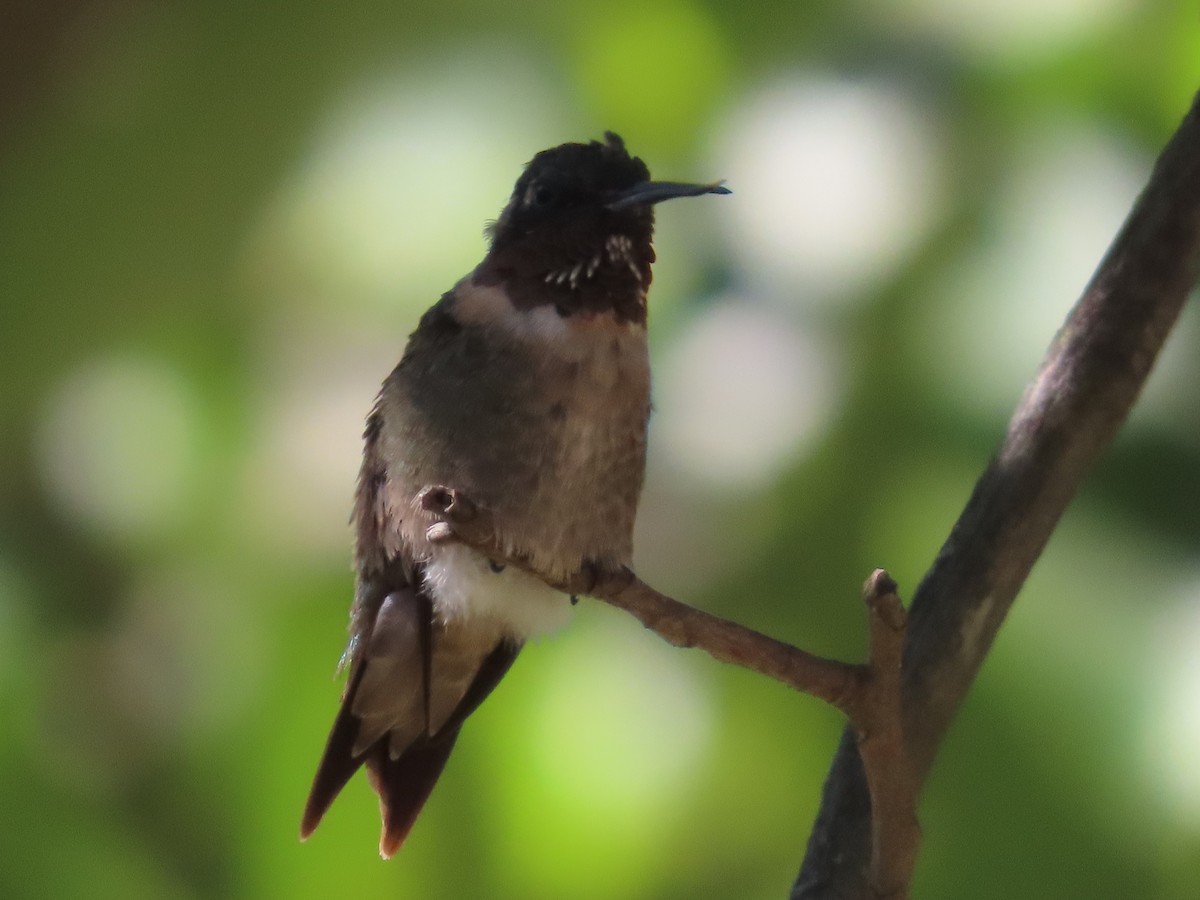 Ruby-throated Hummingbird - ML641151562