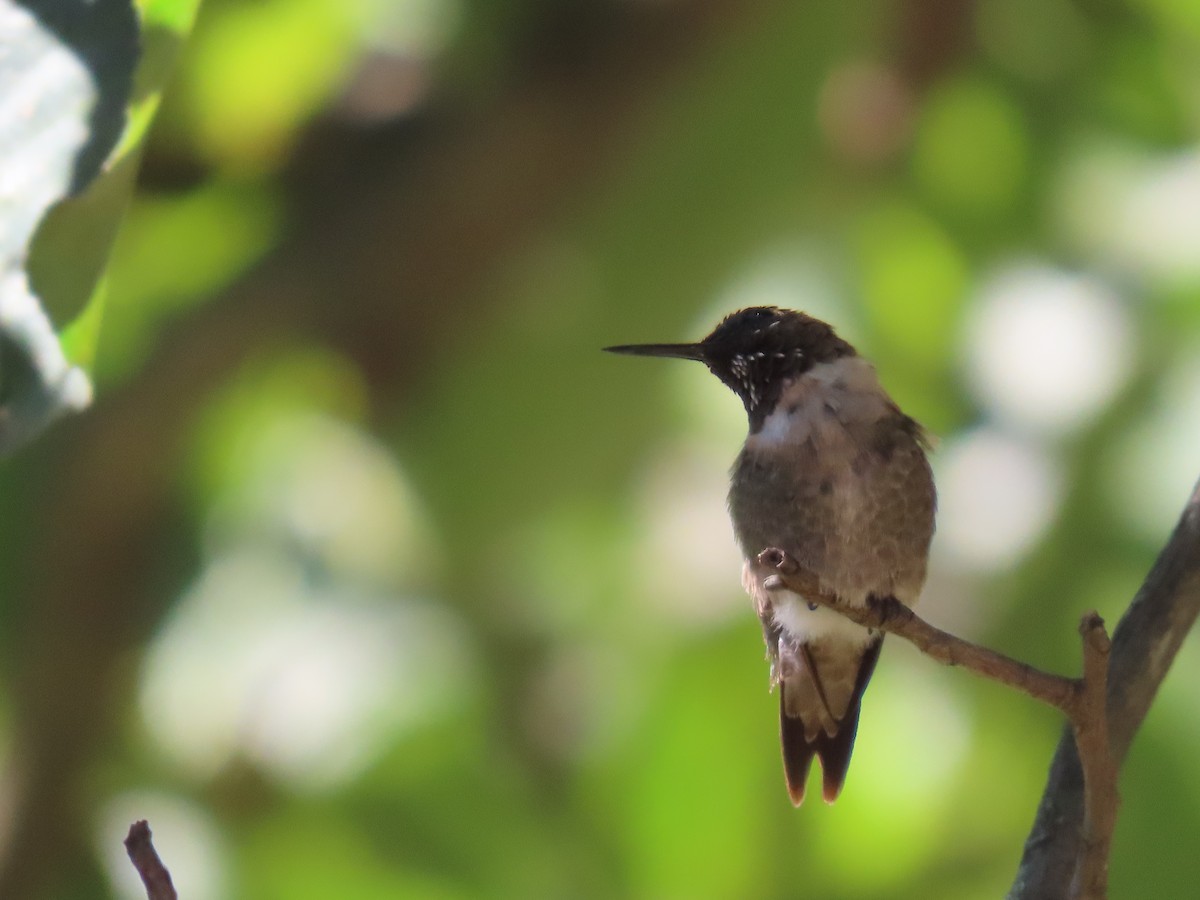 Ruby-throated Hummingbird - ML641151563