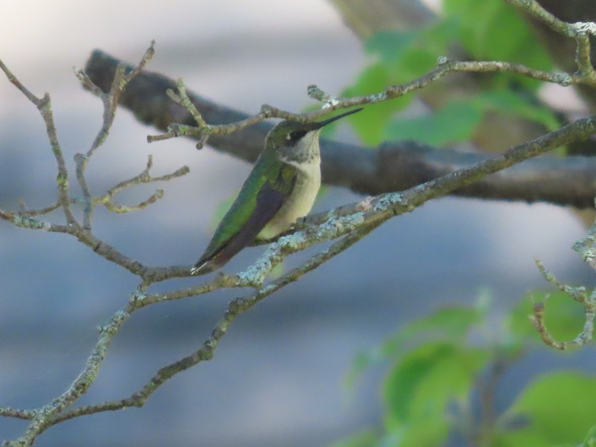 Ruby-throated Hummingbird - ML641151564
