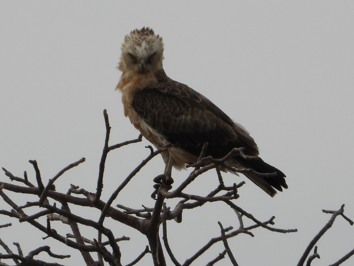 Wahlberg's Eagle - ML641151577