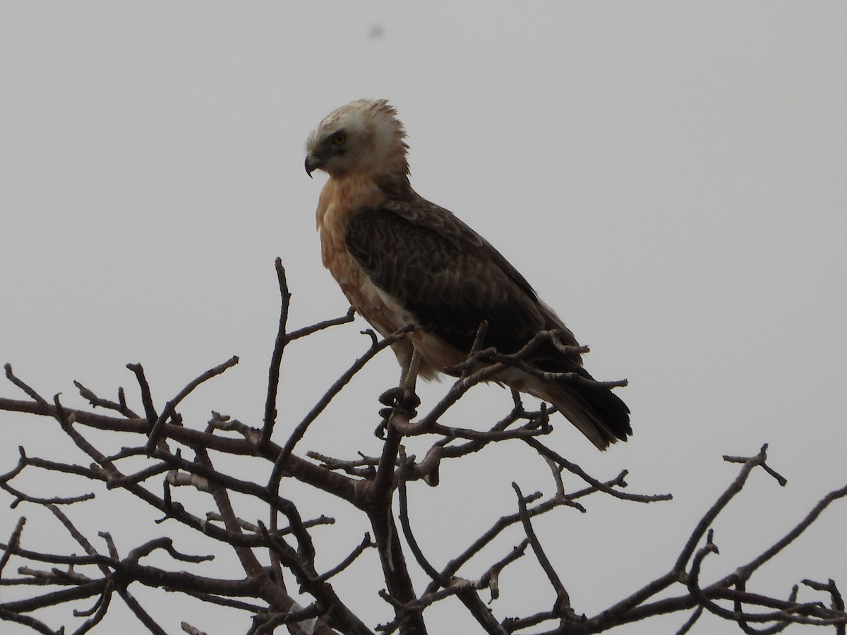 Wahlberg's Eagle - ML641151579