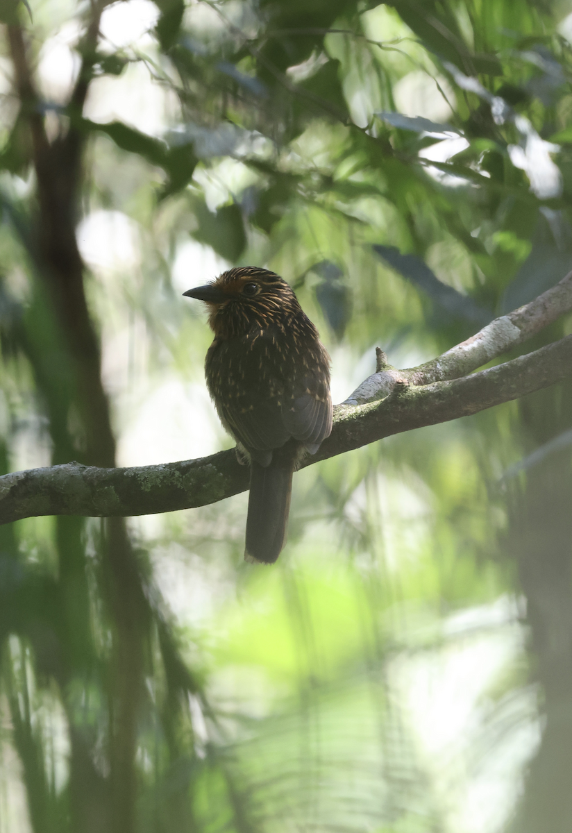 Crescent-chested Puffbird - ML641151582