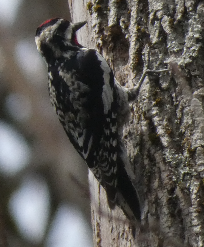 Yellow-bellied Sapsucker - ML641151584