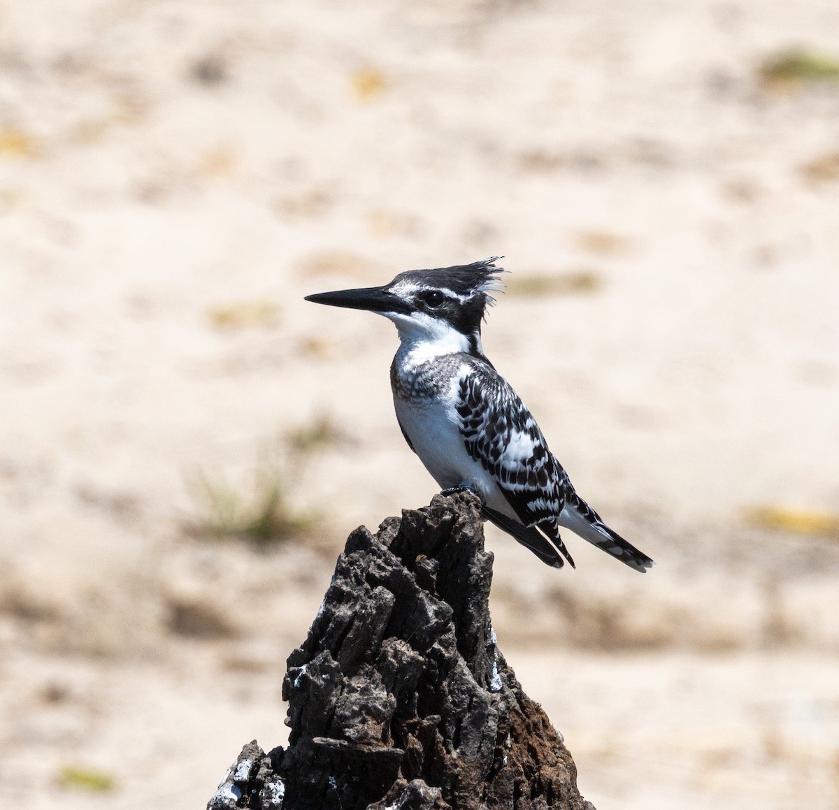 Pied Kingfisher - ML641151590