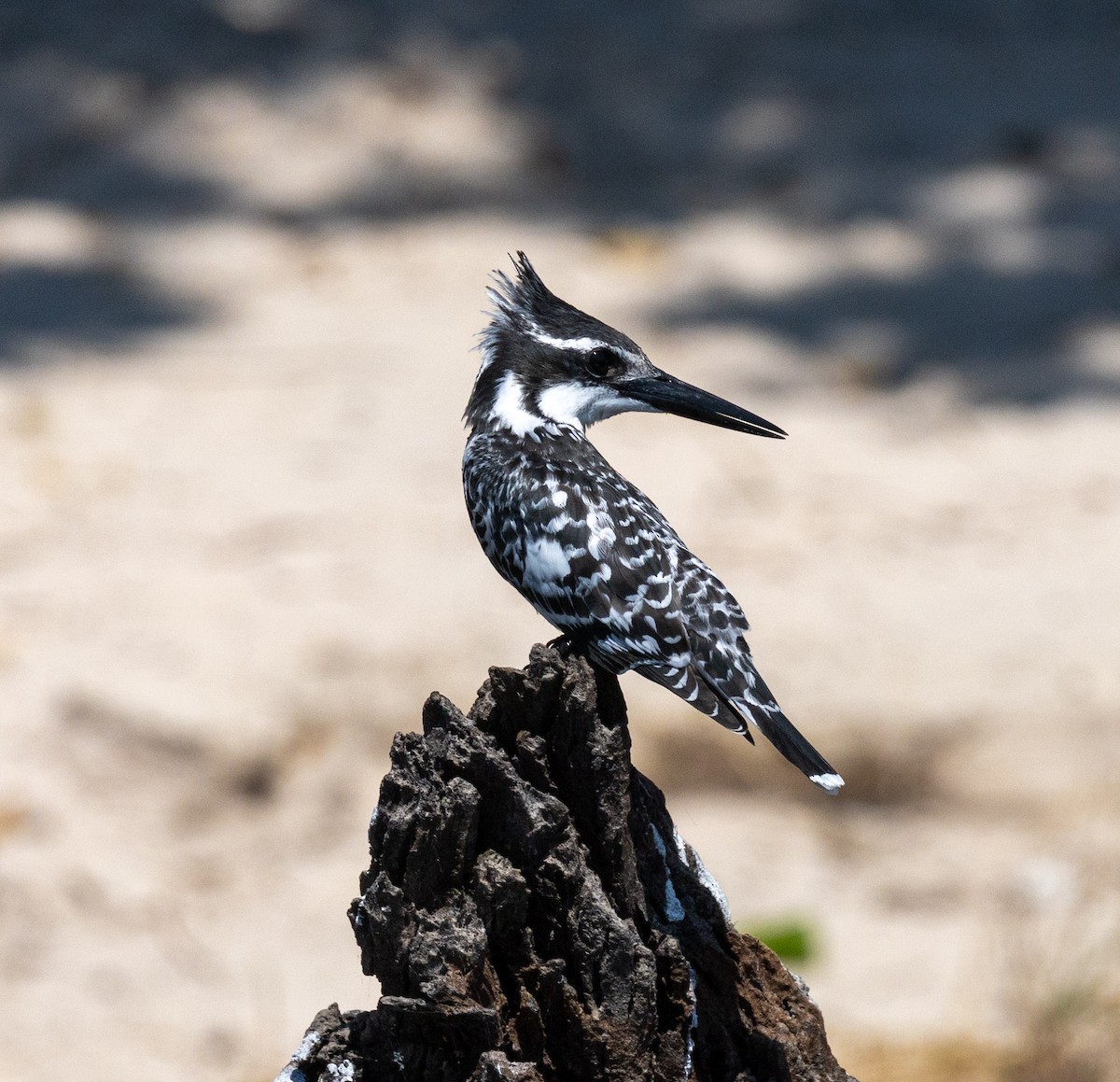 Pied Kingfisher - ML641151591