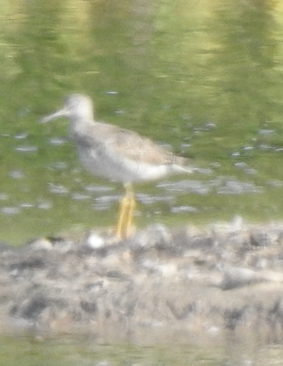 Greater Yellowlegs - ML641151597