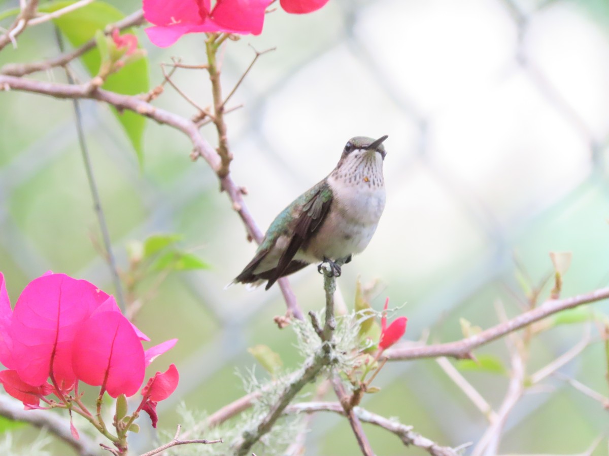 Ruby-throated Hummingbird - ML641151602