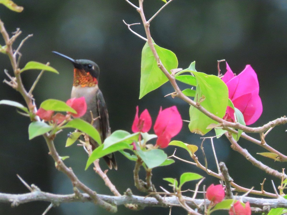 Ruby-throated Hummingbird - ML641151603