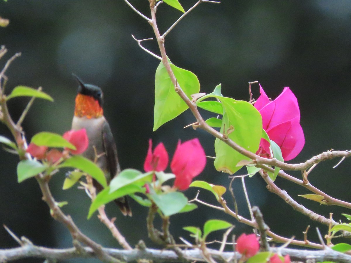 Ruby-throated Hummingbird - ML641151604