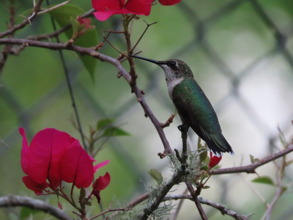 Ruby-throated Hummingbird - ML641151605
