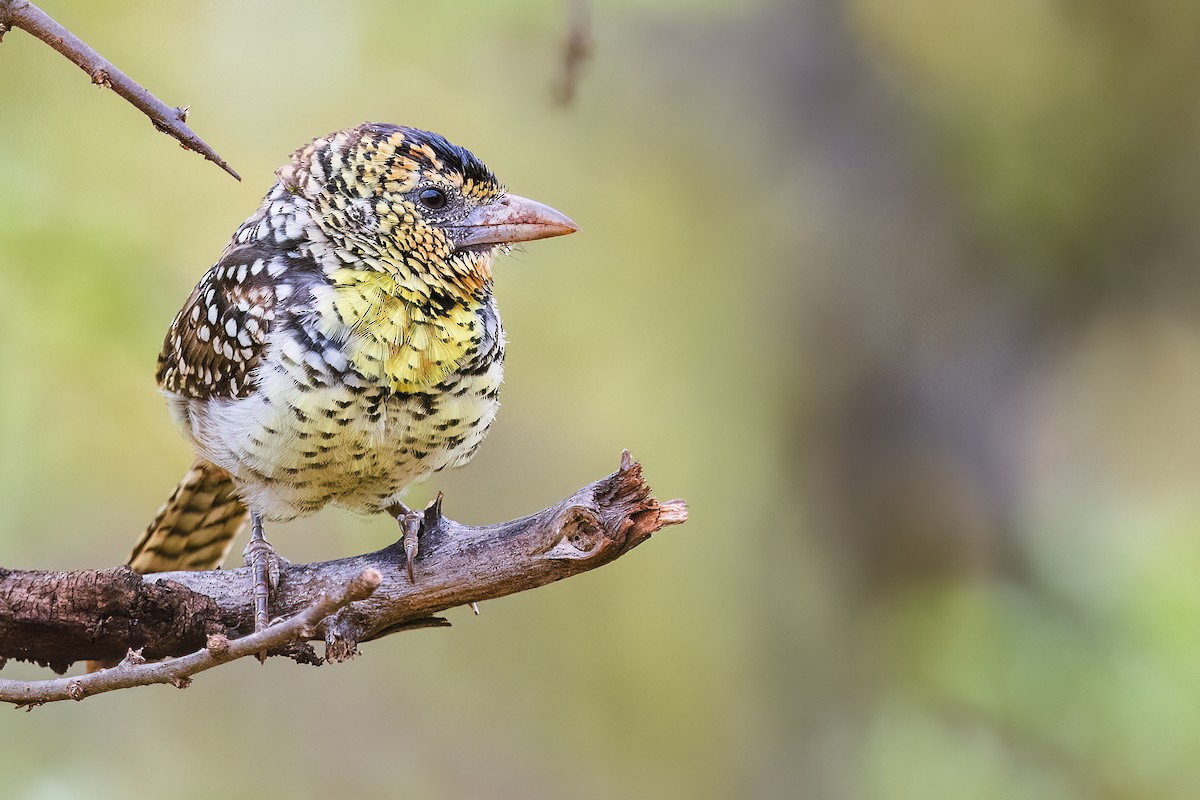 D'Arnaud's Barbet - ML641151606