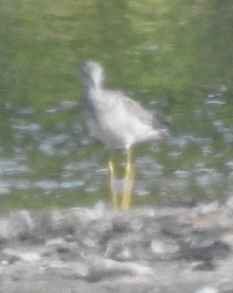 Greater Yellowlegs - ML641151610