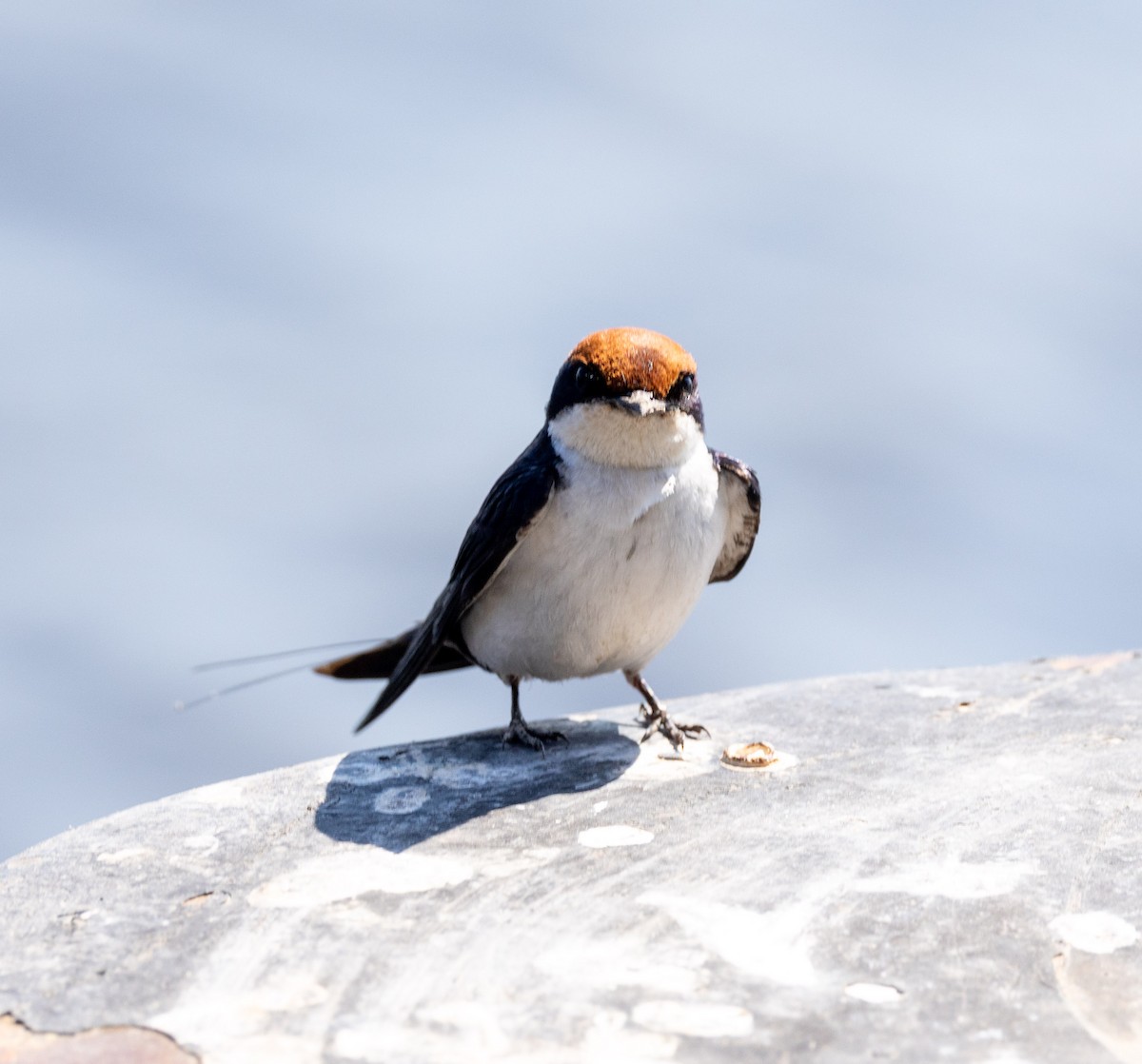 Wire-tailed Swallow - ML641151612