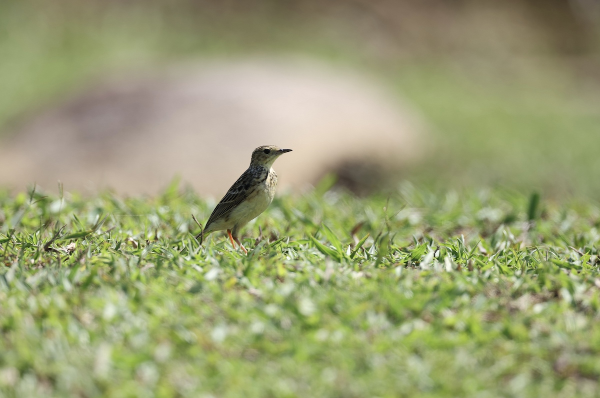 Yellowish Pipit - ML641151626