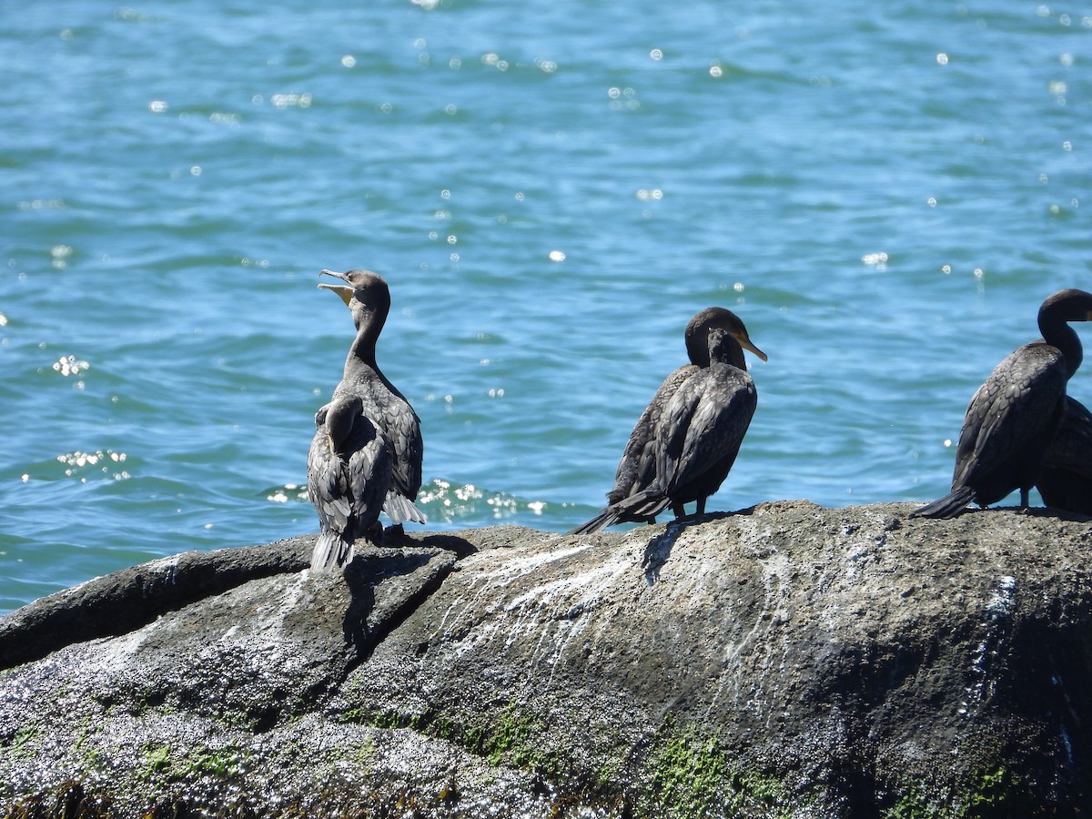 Double-crested Cormorant - ML641151630