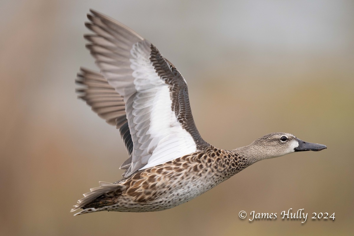 Blue-winged Teal - ML641151638